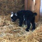 First bounces: successful