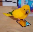 A very happy little birb