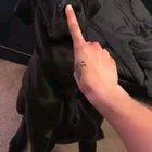 Boop me once, shame on you....