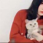 Cats reacting to a cat filter