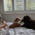 Don’t worry, the puppy’s ok