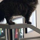 Little Foot isn’t the greatest on her feet but we still love her.