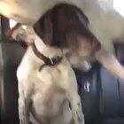 As per the owner: Just a typical trip to the dog park. Vicky is so patient, while Karl is just a nut.