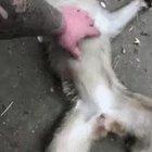 Go and flick someone else’s balls