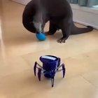 Otter getting scared by toy