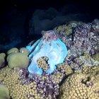 An octopus hunts and turns blue
