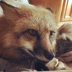 Did you pee on the bed?