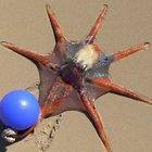 Octopus playing with ball....