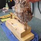 Почесуньки