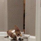 Best toy in the house