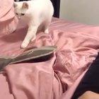 cAt BrOKen fROm bEaTBoX