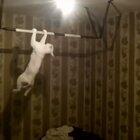 funny car arabic / القط مضحك العربية