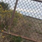 I found this bird with his toe stuck in the fence. I have no idea how long he was there. I am so glad he was so chill and let me help. Port Angeles Washington