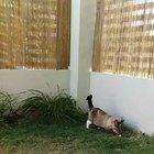 Surprise Motherfluffer