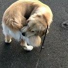 Not this time mamma, I caught him tight