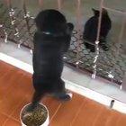 OMG Just watch these two friendship