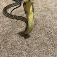 Here’s Jellybean after a fresh shed giving my hook a good look. Sound on and you can hear her sigh at the end of the video.