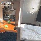 The start of the Canine Riots