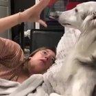 Dog is done with her shit