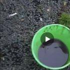 NSFW bad language. Aussies try to clear the smoke stack