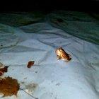 Found this guy looking for some action on my pool cover, notice the ripples in the water his mating call is creating