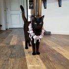 Not all fashion shows have been cancelled.