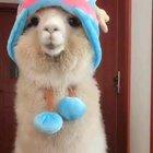 Alpacas should be mandatory to keep as pets