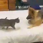 Ohh....so cute....oh fuc...