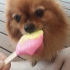 Apparently being cute means you can steal icecream...and get away with it.