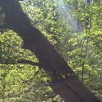 My brother walked past a creaking tree, so he started filming. Good timing.