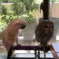 Барышня, поделитесь шубкой