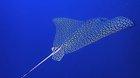 🔥 Spotted Eagle Ray