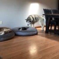 Когда моя кошка у меня на кровати