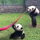 Here's a Panda trying to get into hammock
