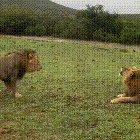 Showdown between two fierce apex predators