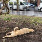 Louie rolling around in the hole he just dug