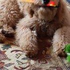 Pup is too young to remember snap bracelets