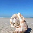 🔥 Knock Knock hermit crab