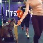 Animals lightening up the mood