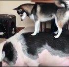 Doggo try to wake up Pig
