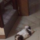 I call this the pupper plop