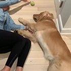 The greatest game of fetch I've ever seen.