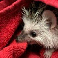 spike cronches towel post bath