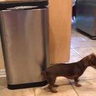 Hey you get down the fiddle and you get down the bow....