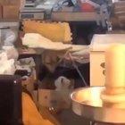 Bounce Lil Puppy Bounce