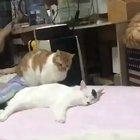 caT FUcKIng DiEs AttEmpTinG tO ASSaSsiNATE AdOlF HitLEr