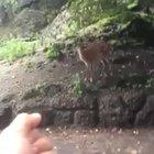 Oh deer
