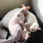 Keep me warm, friend