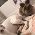 Sorry for the cackling. Here are my besties Pete (dog) & Penelope (bun) being derps