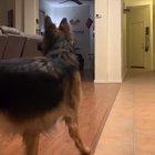 Conversation between dogs while owner pretends to be dead Credit: @max.and.murph